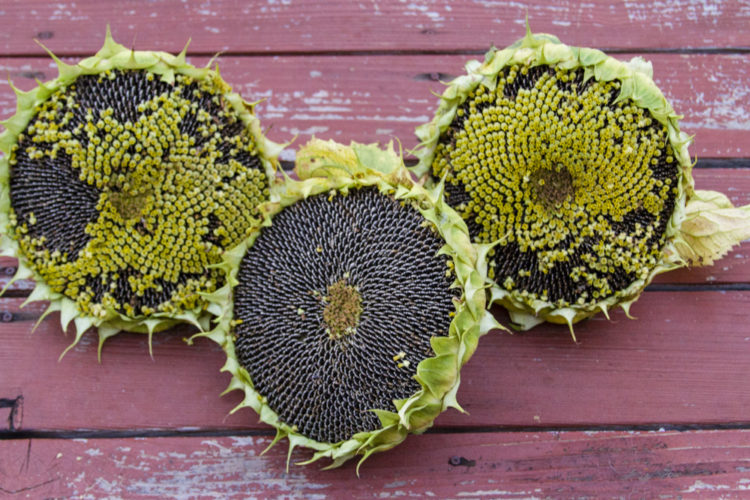 Sunflowers, Growing and Roasting Seeds • Cindy’s Garden to Table