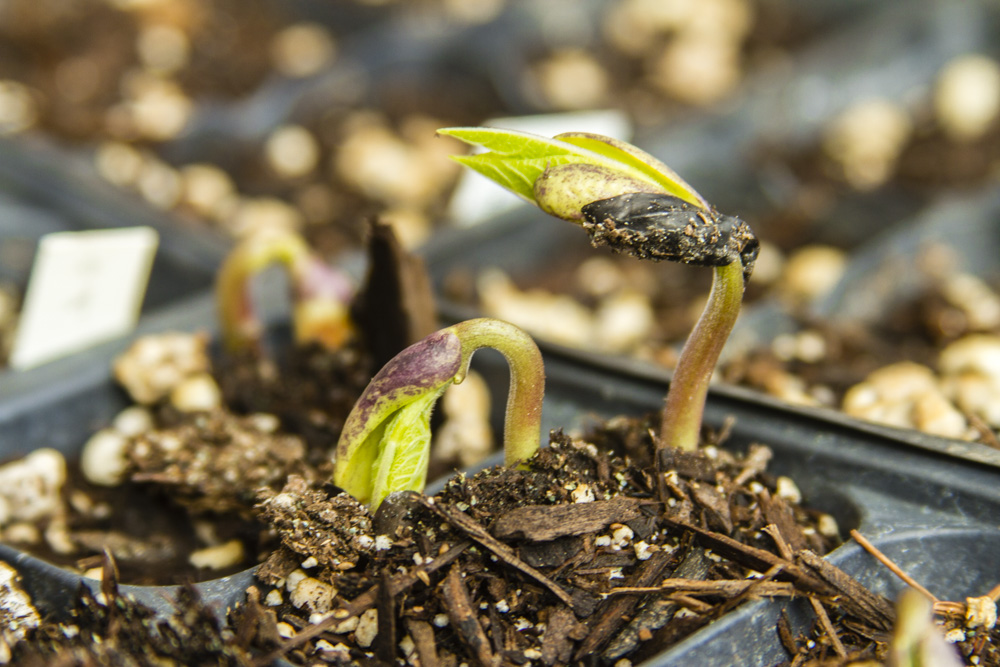 Planting Vegetable Seeds Indoors • Cindy’s Garden to Table